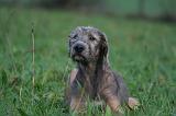 IRISH WOLFHOUND 241